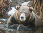 323-Bear
